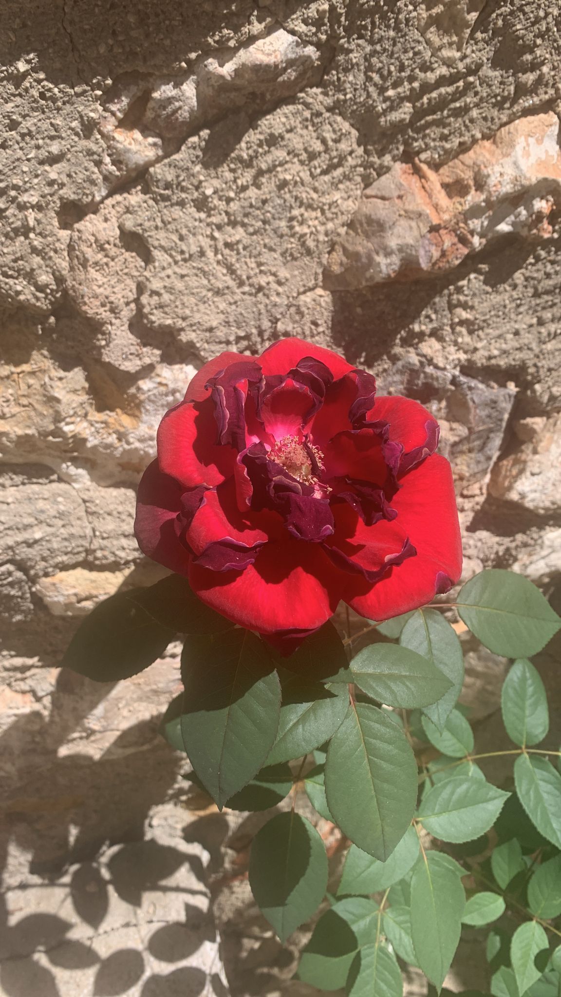 Foto von María Amparo Gomar Vidal(3)